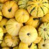 Millionaire Squash Photo 1