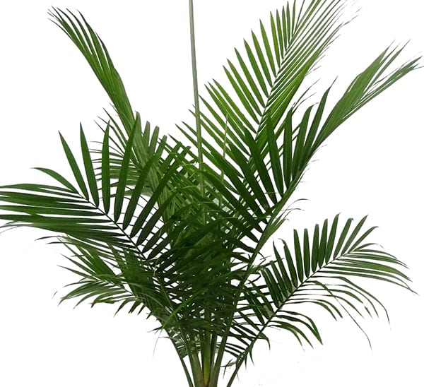 Majesty Palm Photo 1