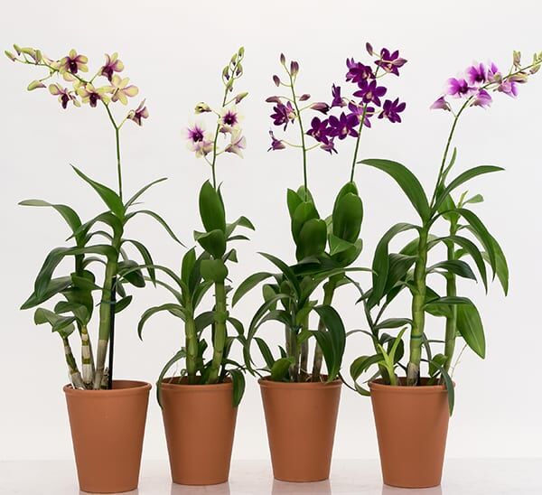 Dendrobium Orchid Photo 1