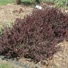 Concorde Japanese Barberry Photo 1
