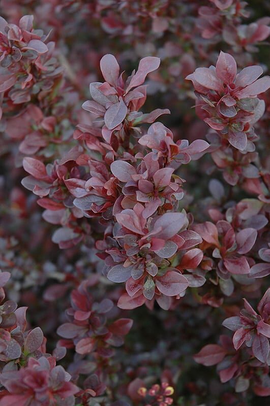concorde Japanese barberry
