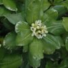 Variegated Mock Orange Photo 1