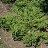 Emerald Spreader Yew Photo 1