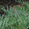 Soft Caress Mahonia Photo 1