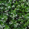 Star Jasmine Photo 1