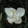 D.D. Blanchard Magnolia Photo 1