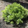 Mojo Dwarf Mock Orange Photo 1