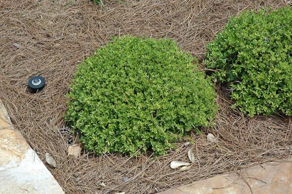 micron yaupon holly