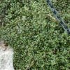 Creeping Wire Vine Photo 1