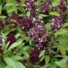 Siam Queen Basil Photo 1