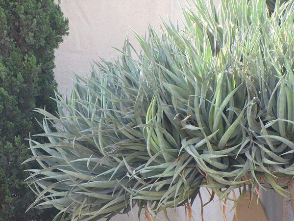 dragon tree