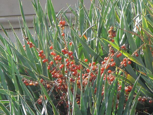dragon tree