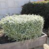 Licorice Plant Photo 1