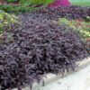 Purple Knight Alternanthera Photo 1