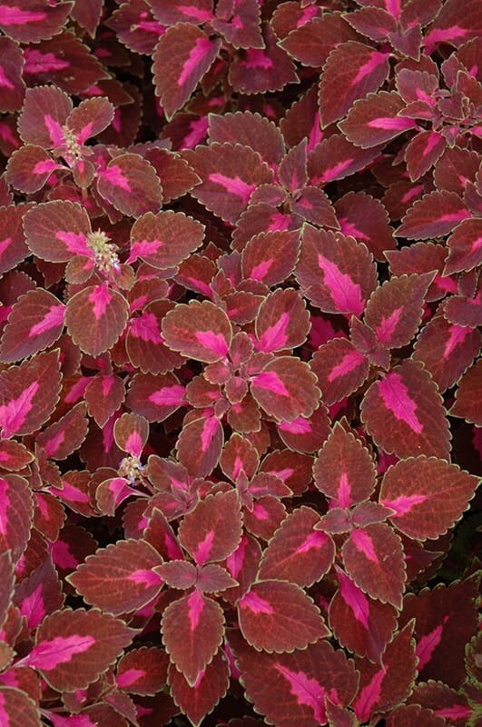 color blaze velveteen