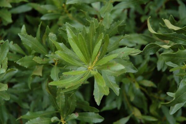 southern wax myrtle