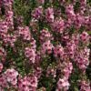 Serenita Pink Angelonia Photo 1