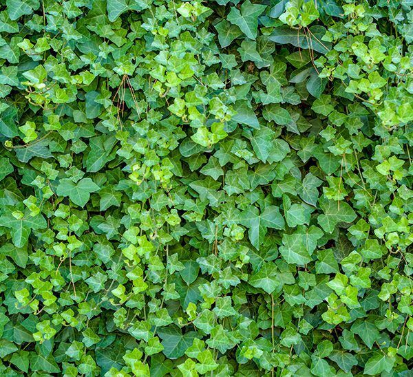 Ivy