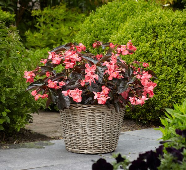 Dragon Wing Begonia