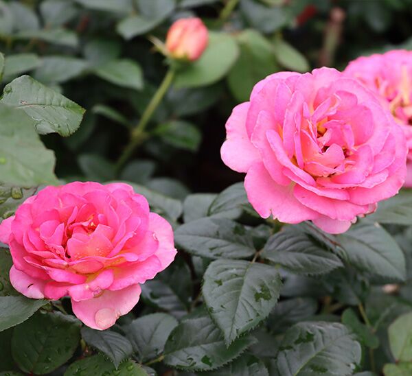 Julie Andrews Rose