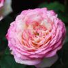 Marc Chagall™ Rose Photo 1