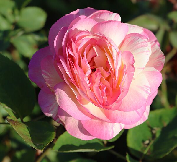 Marc Chagall Rose
