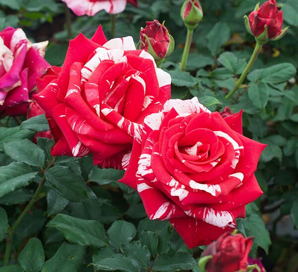 Avant Garde Rose
