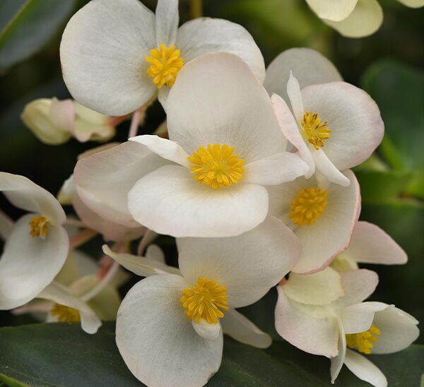 Dragon Wing Begonia