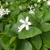Oxalis Shamrock Photo 1
