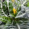 Zebra Plant Photo 1