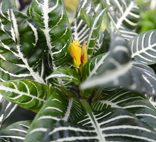 Zebra Plant Photo 1