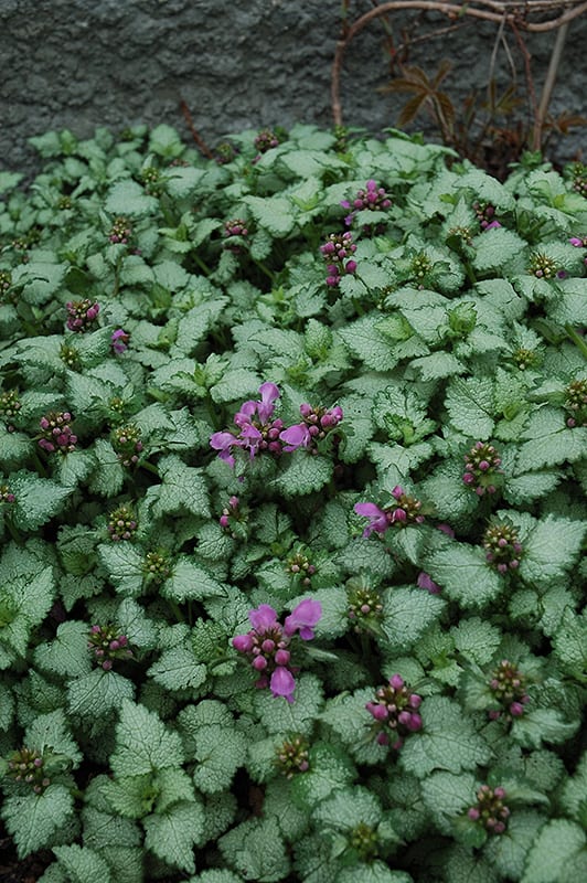 white Nancy spotted dead nettle