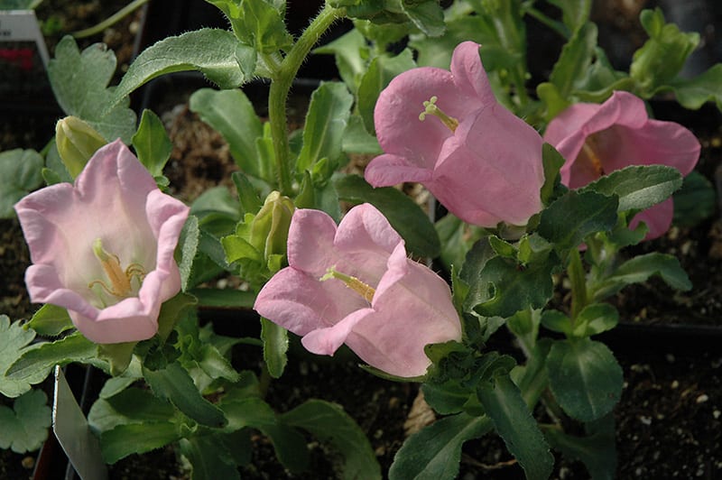 champion pink Canterbury bells