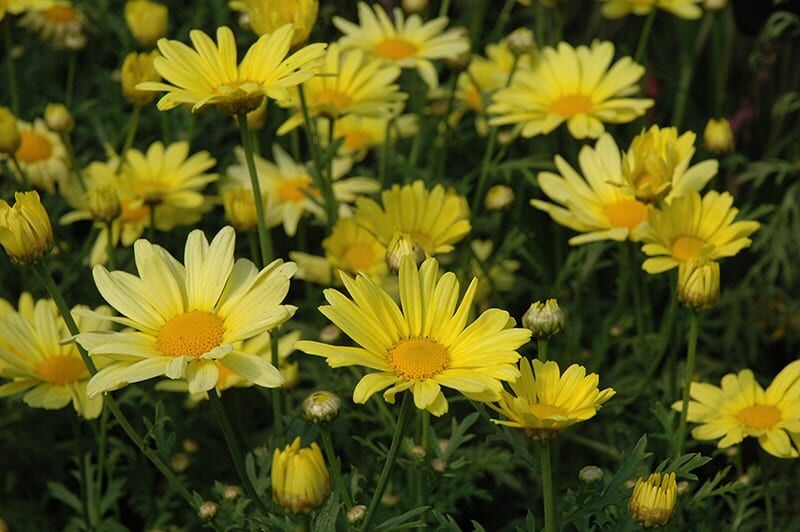 butterfly Marguerite daisy