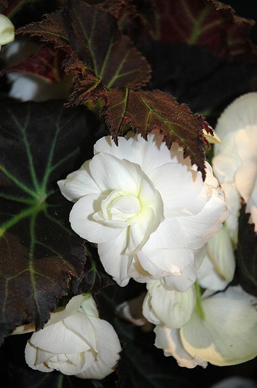 nonstop mocca white begonia