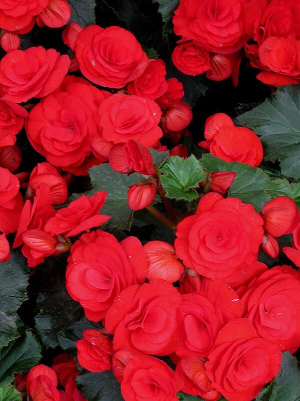 nonstop red begonia