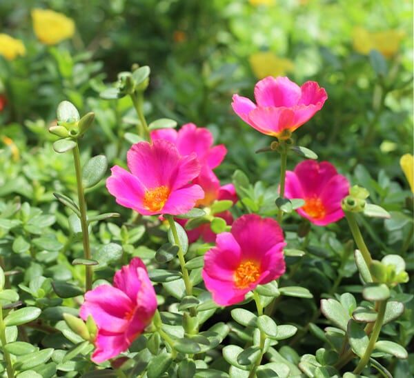 Common Purslane