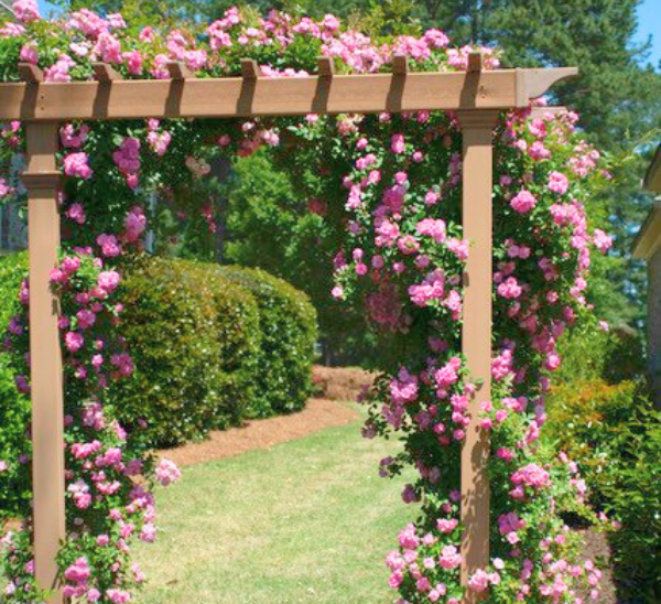 Peggy Martin Rose