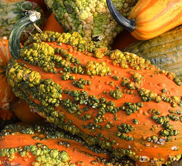 Monster Gourd