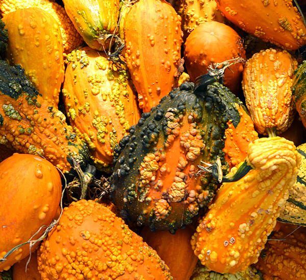 Monster Gourd