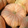 One Too Many Pumpkin Photo 1