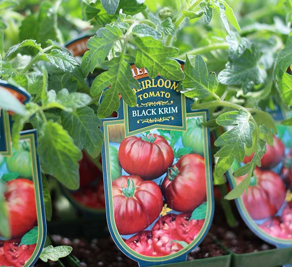 Tomato Black Krim