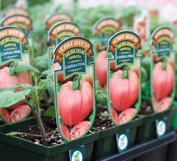 Tomato Caspian Pink