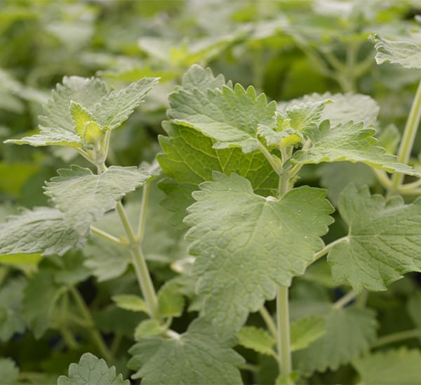 Catnip