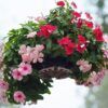 Cora® Cascade XDR Vinca Photo 1