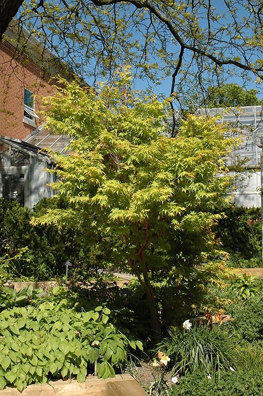 coral bark Japanese maple