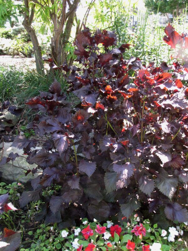 Purple Shiso Perilla