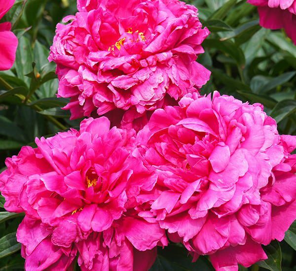 kansas peony