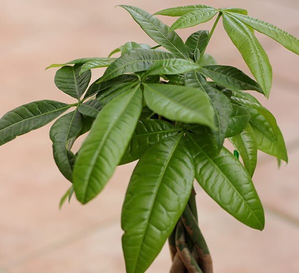Money Tree Photo 1
