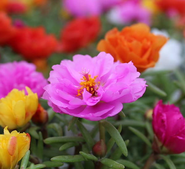 Moss Rose
